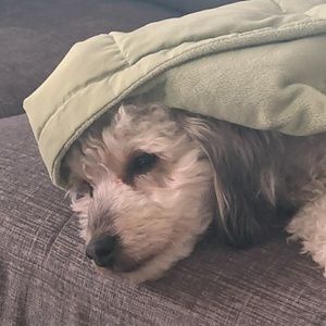 Meet your Posher, Tony